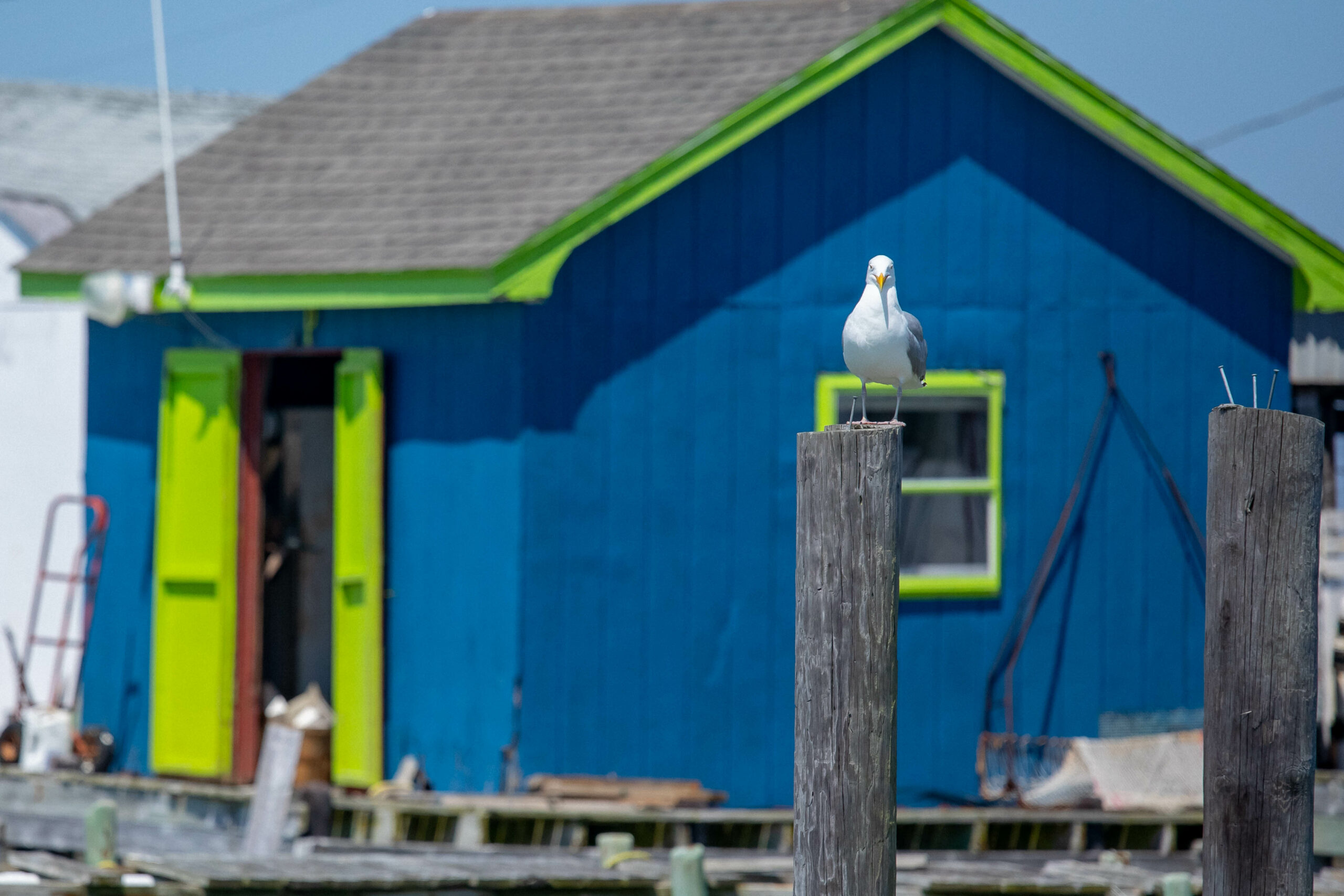 Seagull stands on a dockpost in front of a blue crab shanty | VPM COM