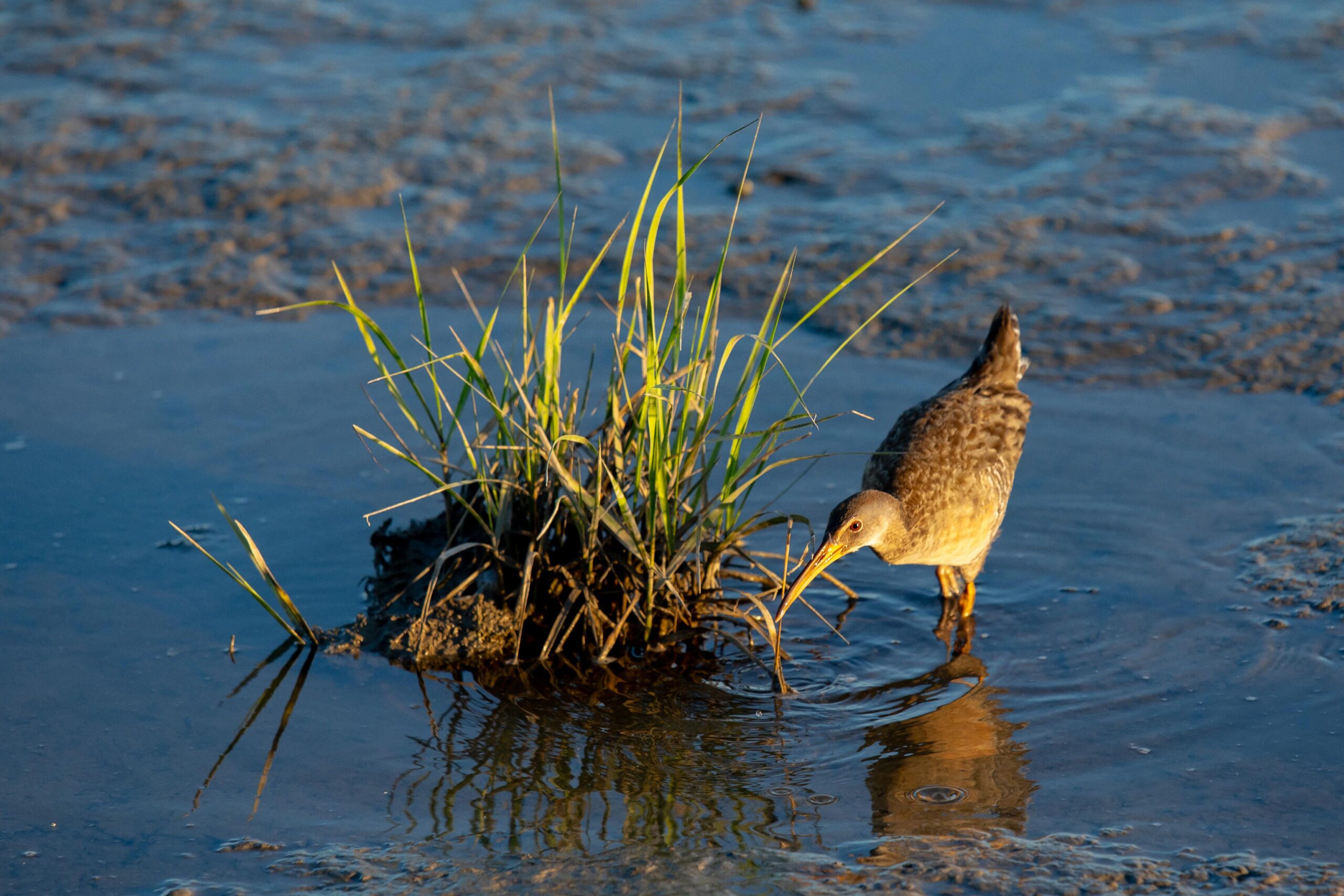 A Virginia Clapper Rail searches for food in the marshes | VPM COM