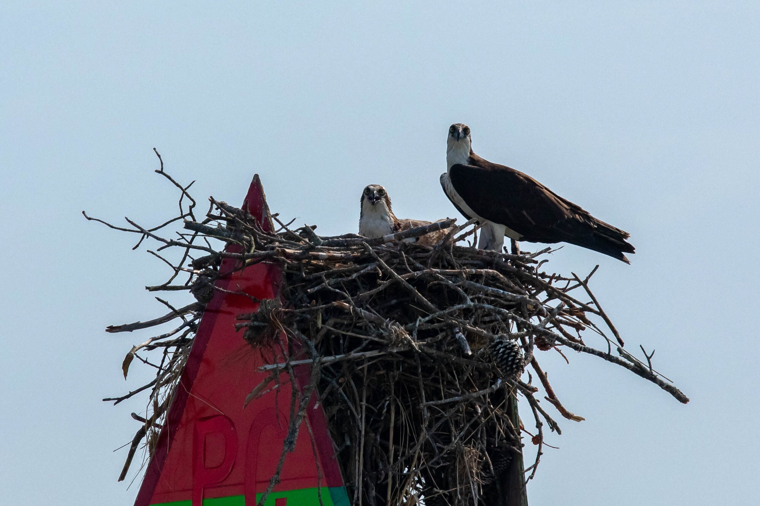 Two Ospreys guarding their nest | VPM COM